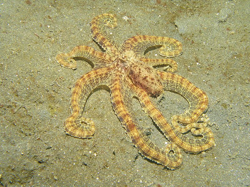 Mimic Octopus, this fascinating creature was discovered in 1998 off the
